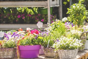 Auswahl von Pflanzen auf Blumenmarkt Auswahl von Pflanzen auf Blumenmarkt