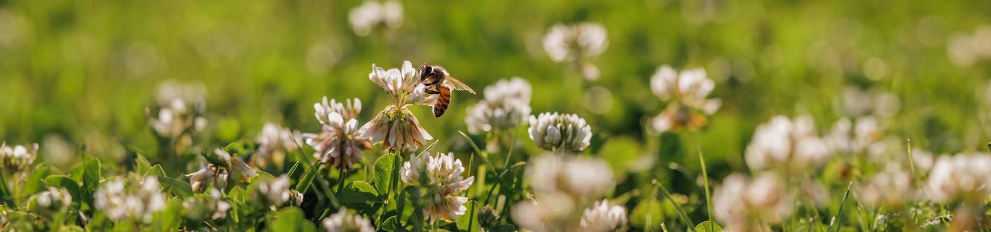Biene sammelt Nektar auf Kleeblüten