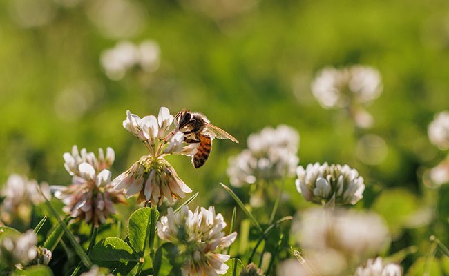 Biene sammelt Nektar auf Kleeblüten