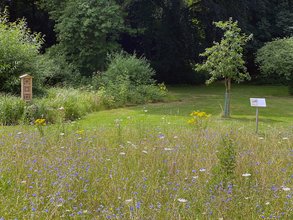 Wildbienen-Lehrpfad Wiese