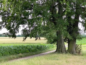 Schutzgebiet LSG Bertlich