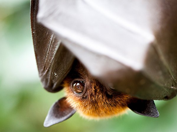 Fledermaus hängt kopfüber