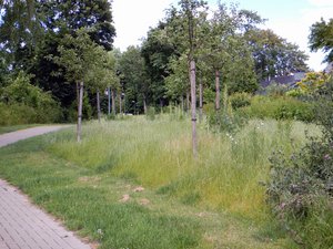 Streuobstwiese Hollenbecke