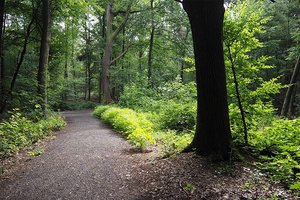 Gehweg im Wald