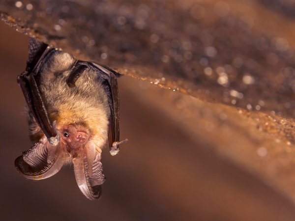Fledermaus hängt kopfüber