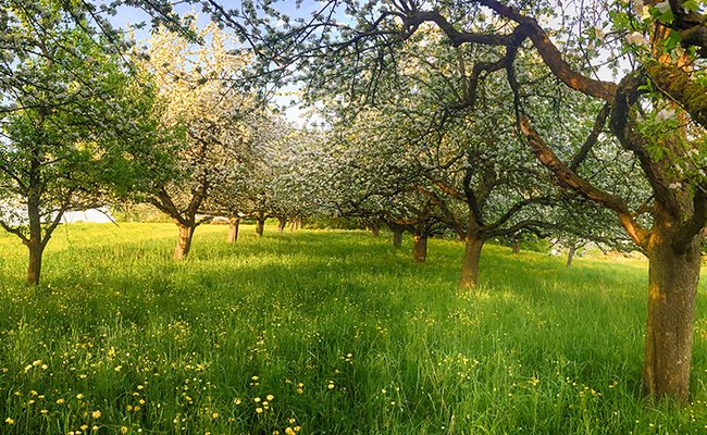 Blühende Obstbäume