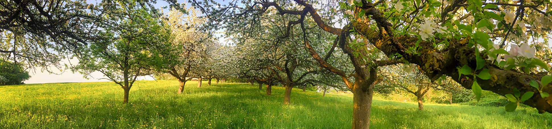 Blühende Obstbäume