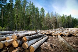 Gefällte Bäume liegen vor einem Wald