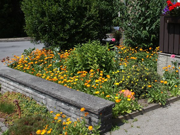 Vorgarten mit Ringelblumen 