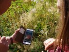 Smartphone zeigt Erklärung zur Pflanze