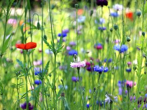 Wildwiese