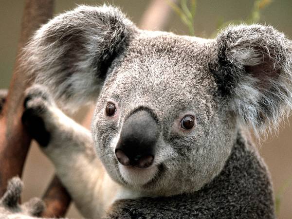 Koala alternative
