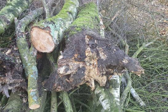 Kranke Bäume im Backumer Tal. Bei der regulären Kontrolle sind Birken mit Wurzelschäden aufgefallen. Die Wurzeln sind von einem Pilz befallen. Die Bäume mussten kurzfristig gefällt werden. Kranke Bäume im Backumer Tal. Bei der regulären Kontrolle sind Birken mit Wurzelschäden aufgefallen. Die Wurzeln sind von einem Pilz befallen. Die Bäume mussten kurzfristig gefällt werden.