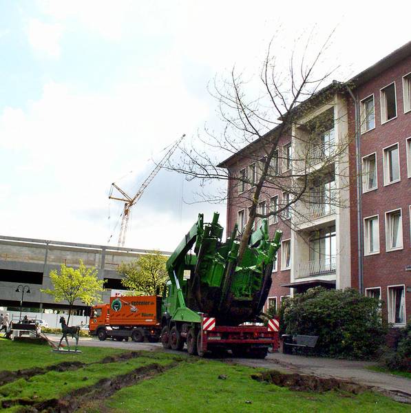 Umpflanzung Amberbäume 1 (04.04)