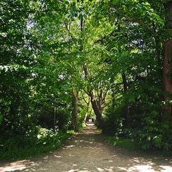 
                                Waldweg im Schlosspark
                            