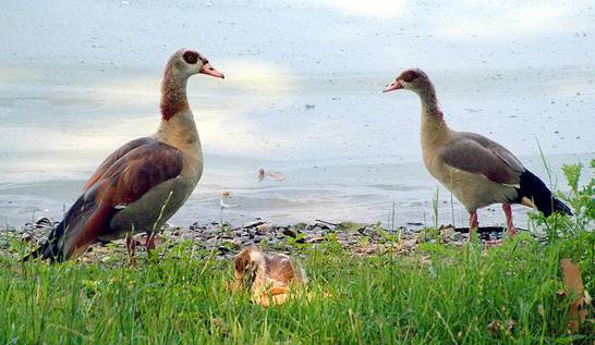 Nilgänse 1 (08.03)