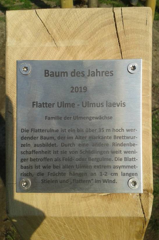 Neben der neu gepflanzten Flatterulme steht eine Stele mit einigen Informationen zu dem Baum.