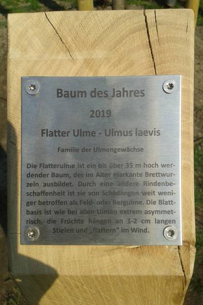 Neben der neu gepflanzten Flatterulme steht eine Stele mit einigen Informationen zu dem Baum.