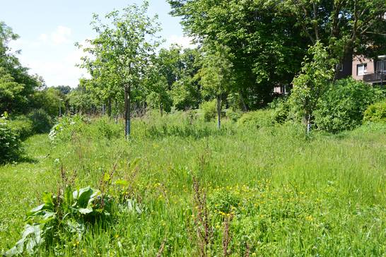 2018 wurde die Rasenfläche an der Wilde Wiese: Beethovenstraße in eine artenreiche wilde Wiese verwandelt.