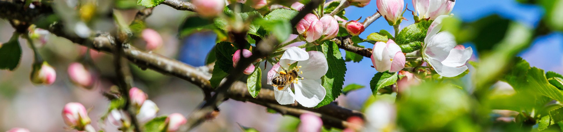 Kirschblüte im Frühling