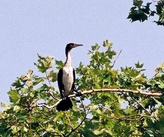 Kormoran 2 (09.03)