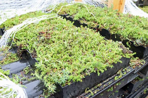 Die speziellen Dachziegel sind sehr widerstandsfähig und sowohl für trockene Sommer als auch nasse Winter geeignet. (Foto: Stadt Herten_Corina Plötz)