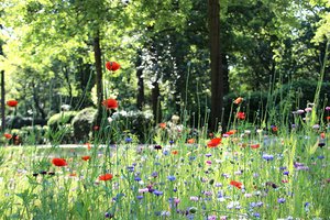 Wiesenfläche am Waldfriedhof
