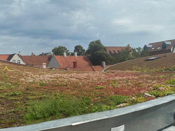 Dachbegrünung