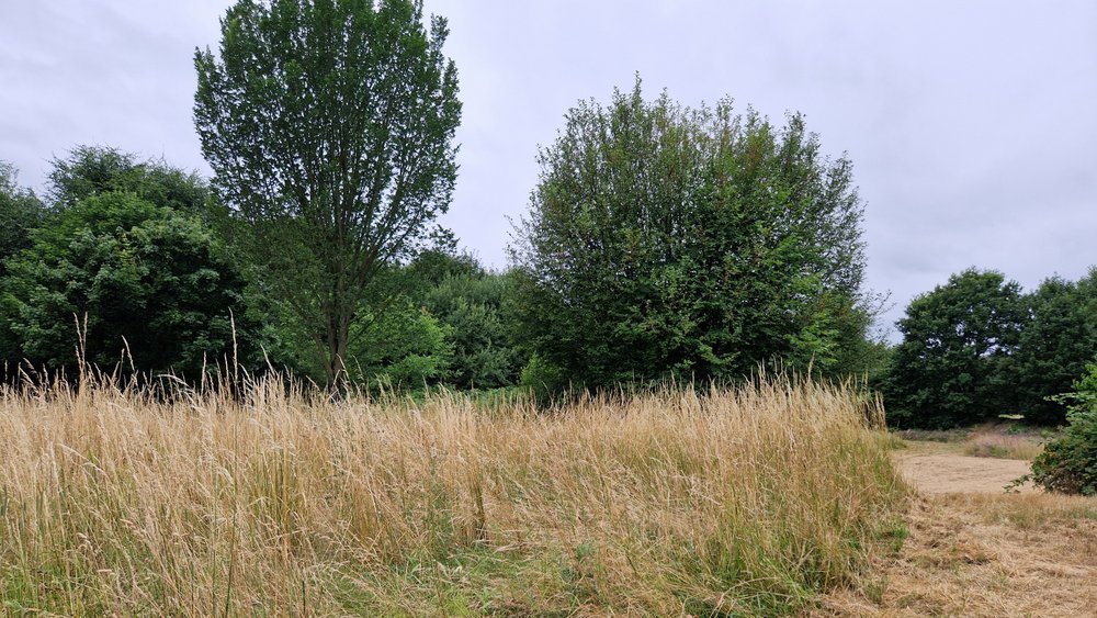 Regenrückhaltebecken in Herten-Scherlebeck