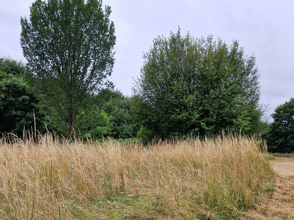 Regenrückhaltebecken in Herten-Scherlebeck