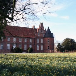 
                                Narzissenwiese im Schlosspark
                            