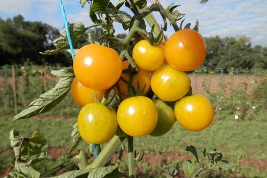 Die Sorte „Sunviva“ gehört zu den ersten Nutzpflanzen, die über eine sogenannte „Open-Source- Lizenz“ verfügt und darf deshalb ausschließlich frei und kostenlos als Gemeingut verwendet, vermehrt, und weiterentwickelt werden. Das macht diese süß-aromatische und robuste Cocktail-Tomate so besonders (Foto: Culinaris-Saatgut für Lebensmittel).
