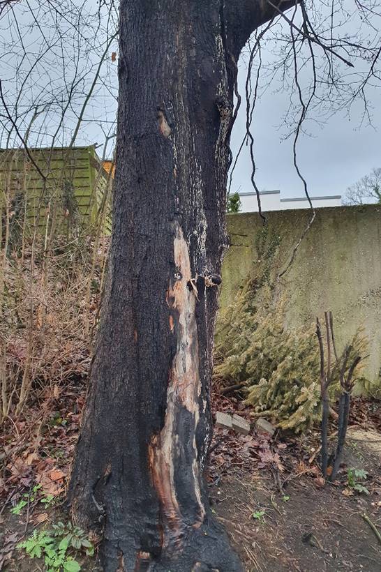 Der Ahorn ist so stark beschädigt, dass er gefällt werden muss. 