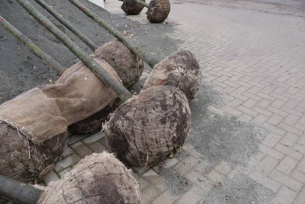 Der Ballen ist mit einem Ballentuch aus Jute umwickelt und mit einer Drahtballierung für den Transport gesichert. So können die Bäume gut transportiert und gelagert werden. 