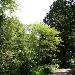 
                                Gehweg im Schlosspark
                            