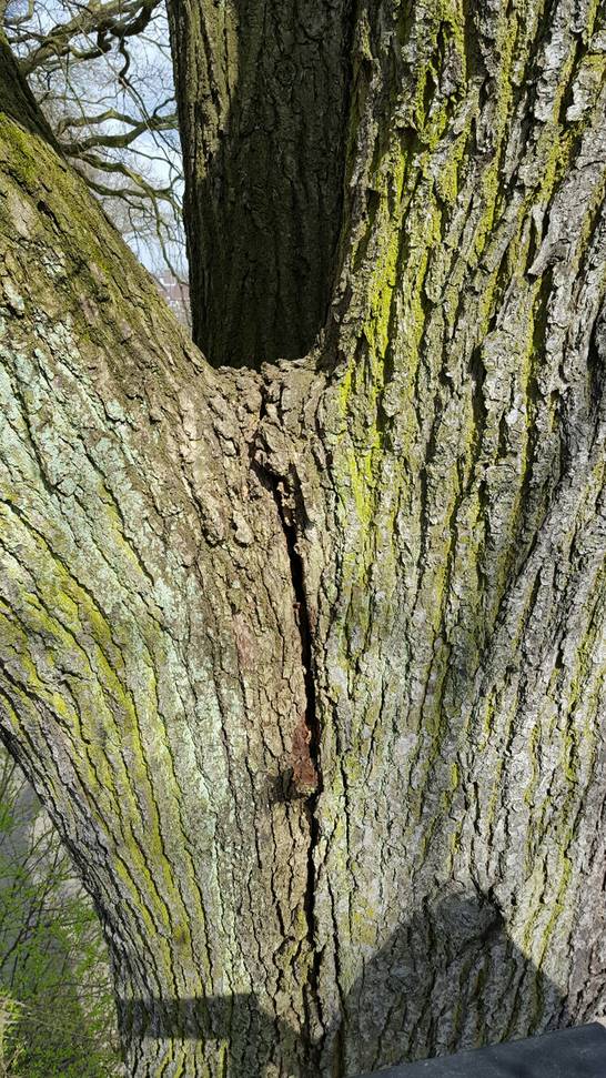 Bei der heutigen Kontrolle ist im Bereich des Spielplatzes an der Franzstraße in Langenbochum eine über 100 Jahre alte Eiche aufgefallen. Ein langer Riss zog sich durch die Baumkrone. Bei der heutigen Kontrolle ist im Bereich des Spielplatzes an der Franzstraße in Langenbochum eine über 100 Jahre alte Eiche aufgefallen. Ein langer Riss zog sich durch die Baumkrone.
