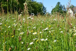 Wiesenfläche Paschenberg