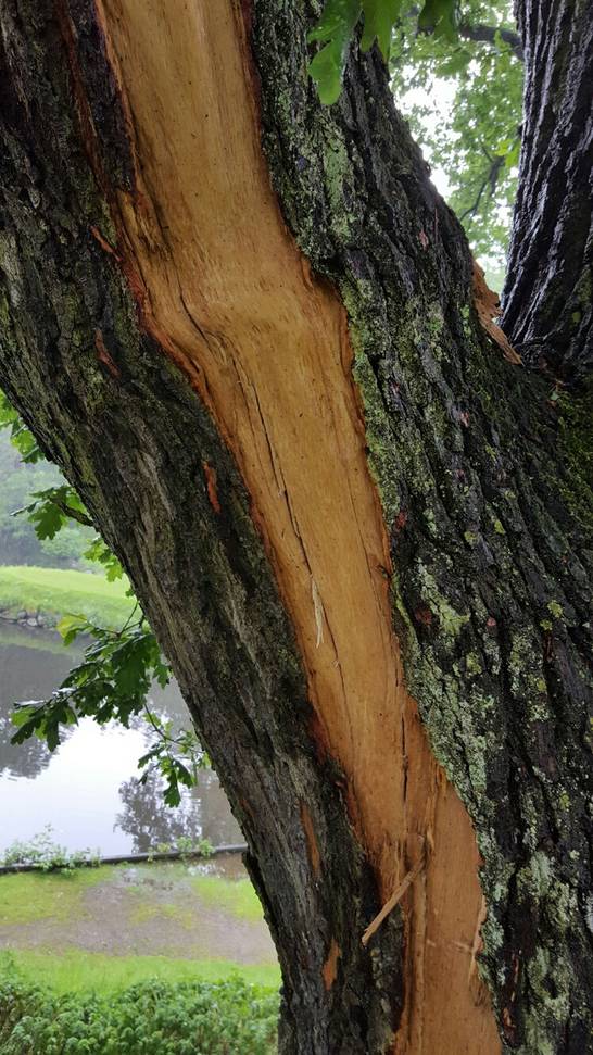 Rindenteile wurden durch den Blitzeinschlag abgesprengt.