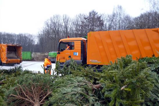 Bestandteile der Weihnachtsbäume wie Tannennadeln, Rindenreste und Holzspäne wandelt eine Kompostierungsanlage anschließend zu hochwertigem Kompost um. Bestandteile der Weihnachtsbäume wie Tannennadeln, Rindenreste und Holzspäne wandelt eine Kompostierungsanlage anschließend zu hochwertigem Kompost um.