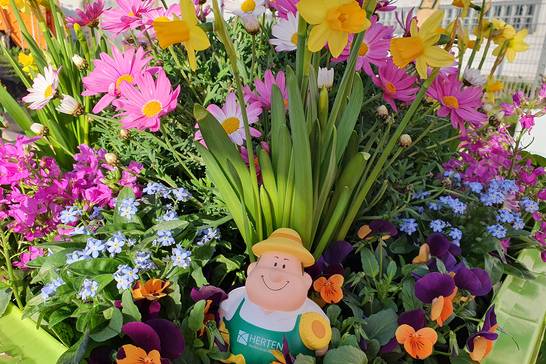 Die Blumen blühten in bunten Farben beim beliebten Komposttag des ZBH in Herten. (Foto: Stadt Herten)