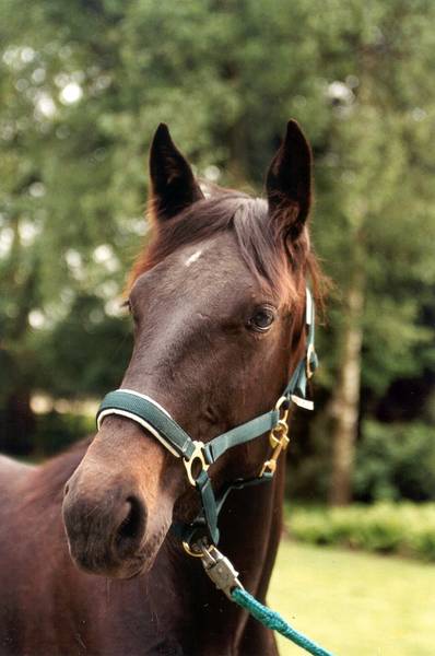 Hengst HERTEN (06/99)