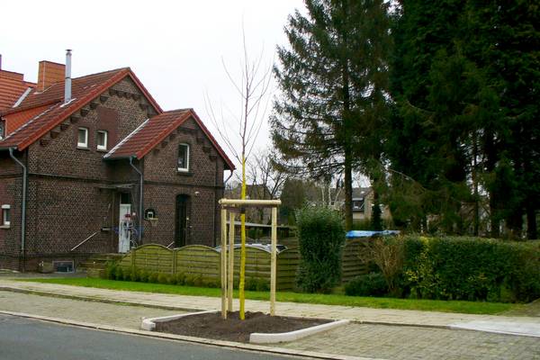 Neupflanzungen an der Bismarckstraße: Bei diesem kleinen Baum handelt es sich um eine Robinie. 