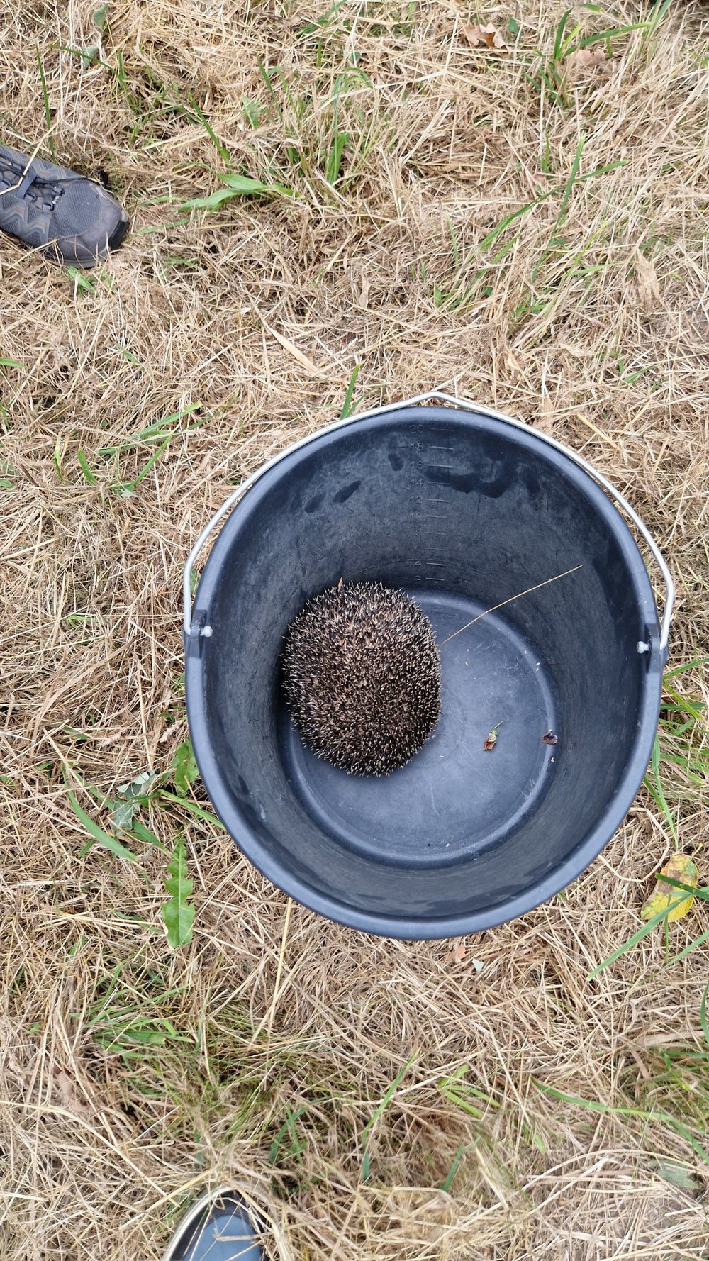 Wildtiersuche per Drohne 