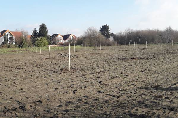 Zwischen der Backumer Straße und dem Gewerbegebiet „An der Vestischen“ entsteht in diesen Tagen eine Obstwiese. 