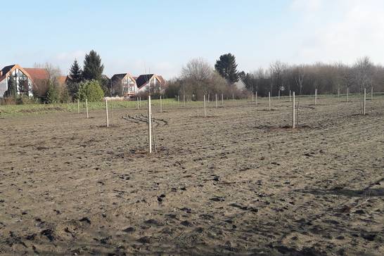 Zwischen der Backumer Straße und dem Gewerbegebiet „An der Vestischen“ entsteht in diesen Tagen eine Obstwiese. 