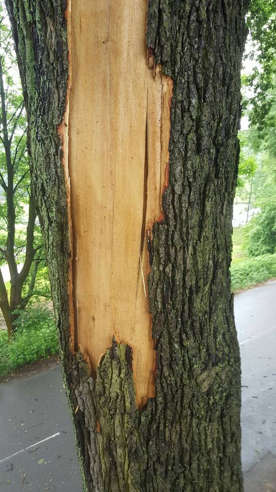 Teile vom Stamm sind durch den Blitz gespalten. 