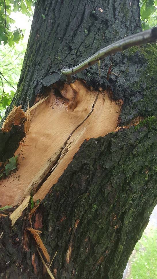 Teile der Krone sind ebenfalls beschädigt. Es besteht Unfallgefahr. 