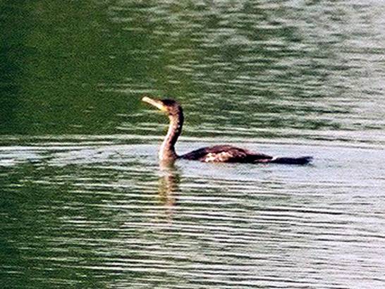 Kormoran 3 (09.03)