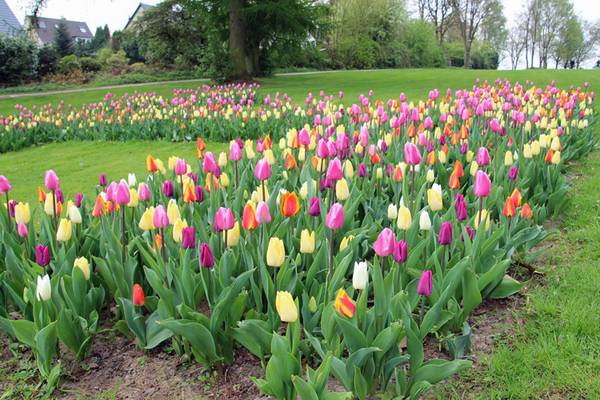 Auf einer Fläche von acht mal acht Metern hat der ZBH schon im Herbst 4.500 Tulpenzwiebeln gepflanzt, die jetzt blühen.