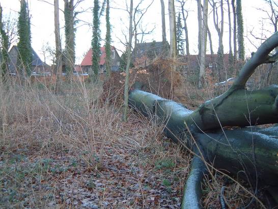 Baumschaden (03.04)